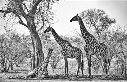 Giraffe by Jim Lowry